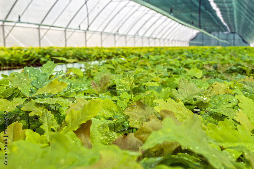 seedlings of oak and other forest cultures in the greenhouse for cultivation of planting material seedlings of oak and other forest cultures in the greenhouse for cultivation of planting material