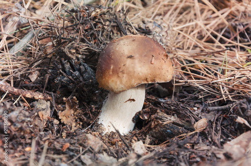 beautiful edible white mushroom