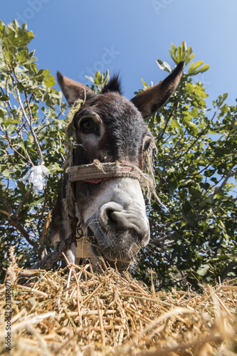 A funny donkey eats fodder and looks to camera