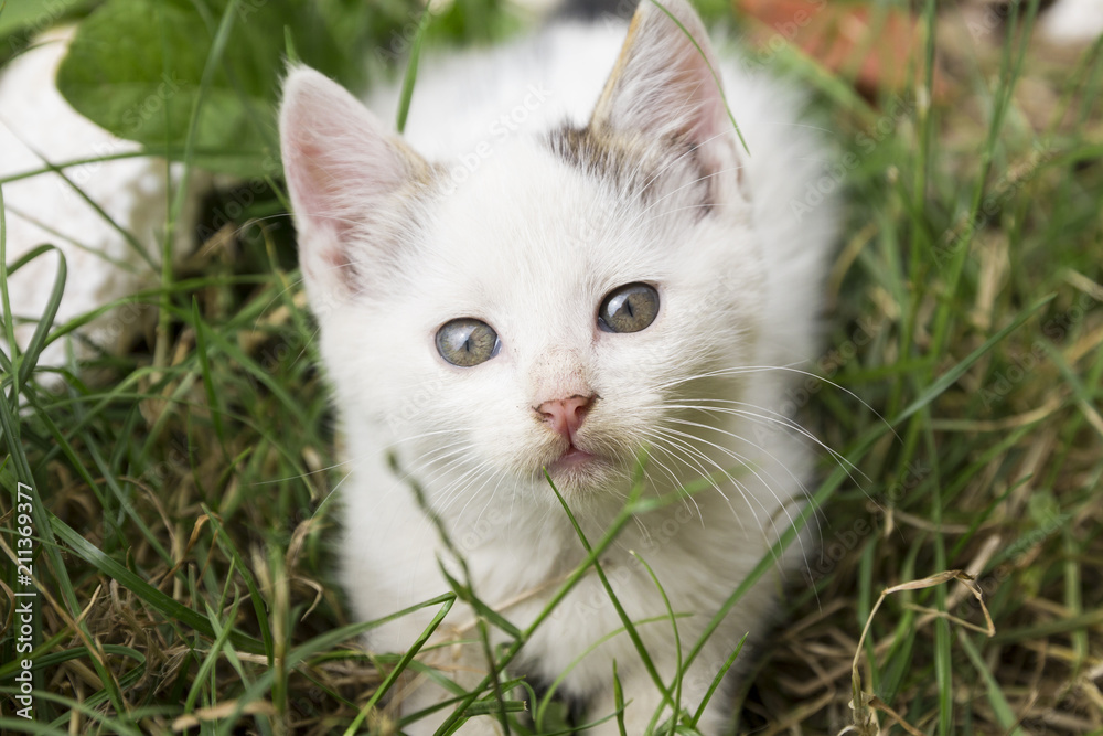 Adorable white kitty sitting in grass and looking up with it's big beautiful eyes, close up shot