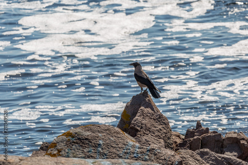 Bird on rocks