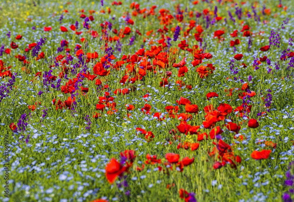 Fototapeta premium Beautiful bright flowering field