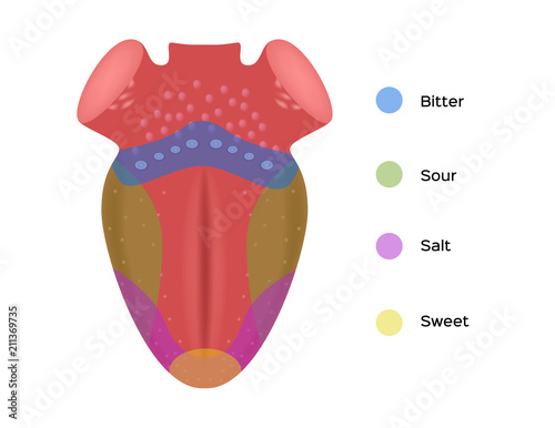Taste map of the tongue with its four taste areas - bitter, sour, sweet and salty. Tonge anatomy . vector