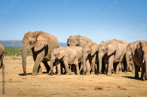 Elephants herd  Addo elephants park  South Africa