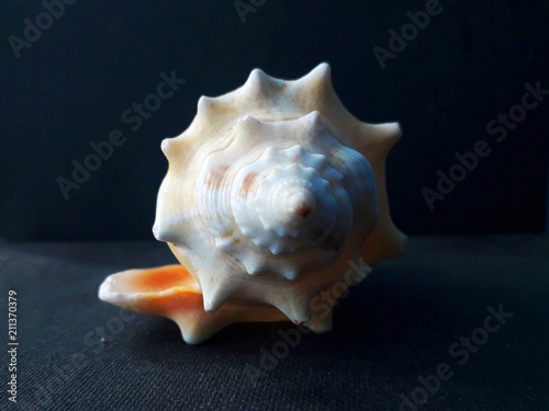 LARGE Queen conch sea shell.Seashell Comb Venus a dark background. Seashell Crest.