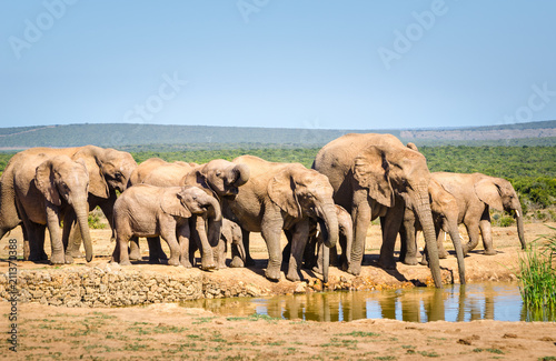 Elephants herd drinking water, Addo elephants park, South Africa