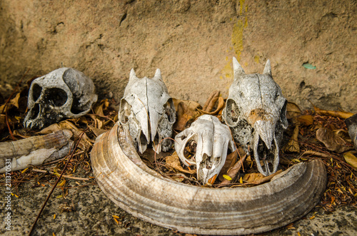 Fototapeta Naklejka Na Ścianę i Meble -  Skulls of a monkey and little antelope, Kruger park South Africa