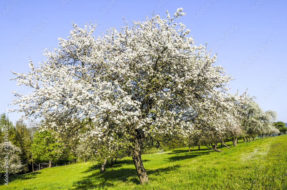 Apple tree in bloom, Austria, Lower Austria, Wachau Apple tree in bloom, Austria, Lower Austria, Wachau