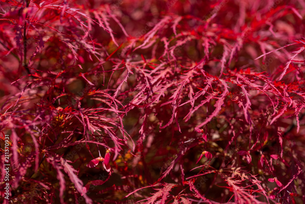 Naklejka premium Texture de feuillage d'un érable avec de longues feuilles magenta pouvant évoquer la couleur rouge de l'automne