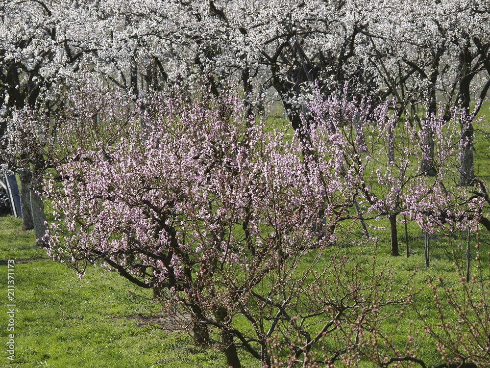 Apricot blossom in Wachau, Austria, Lower Austria, Wachau Apricot blossom in Wachau, Austria, Lower Austria, Wachau