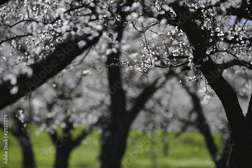 Apricot blossom in Wachau, Austria, Lower Austria, Wachau photo