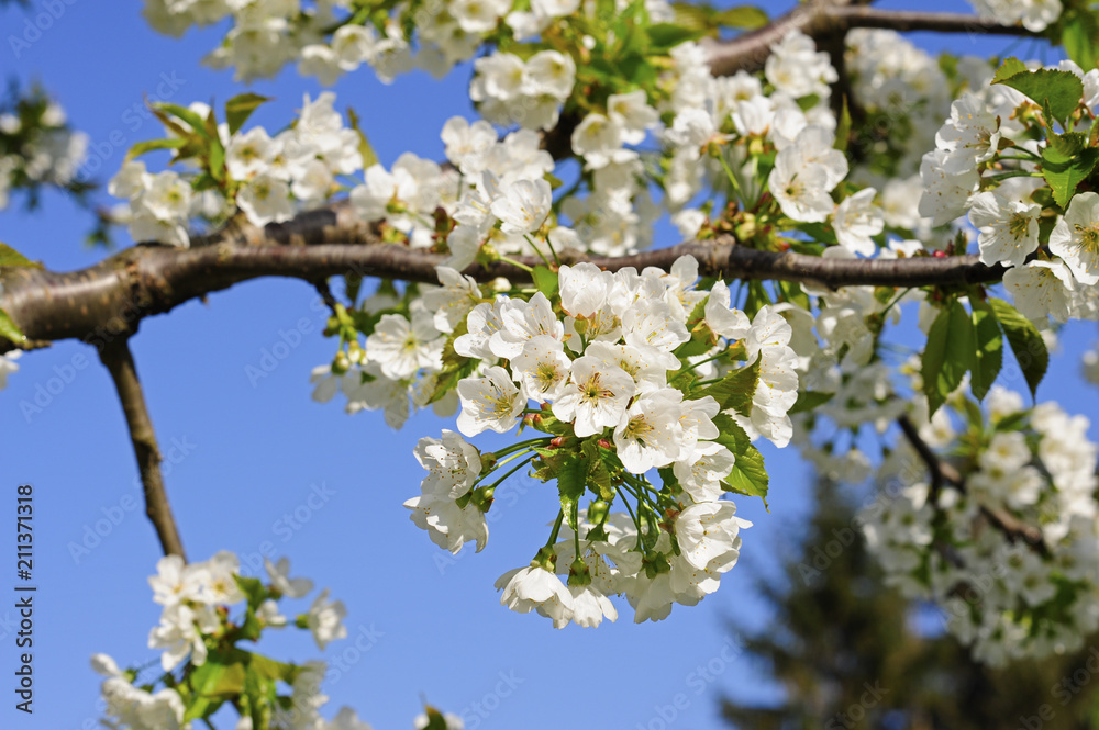 Cherry tree, blossom Cherry tree, blossom