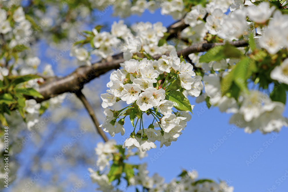 Cherry tree, blossom Cherry tree, blossom