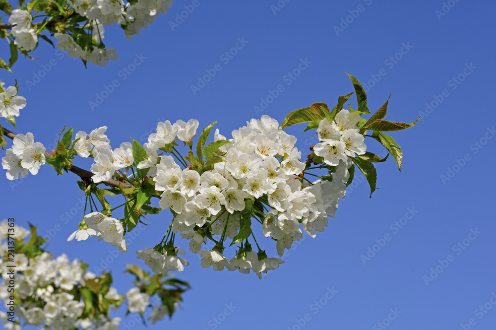 Obraz premium Cherry tree, blossom