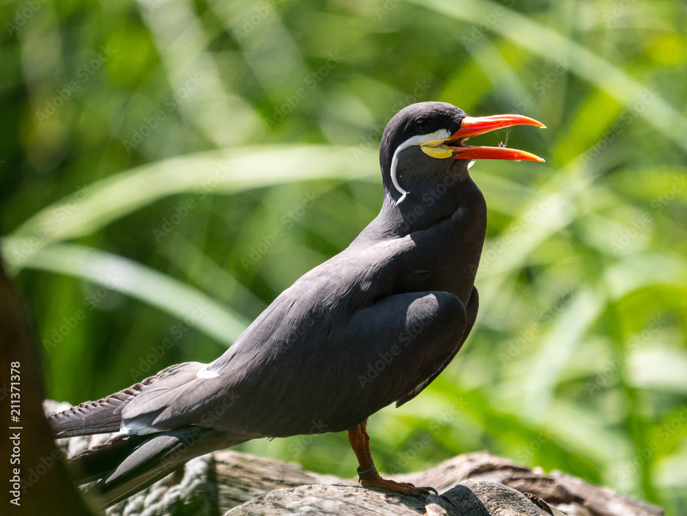 Obraz premium Oiseau