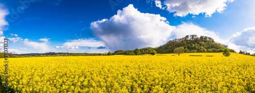 Fotografia, Obraz Beautiful panorama of field of bright yellow rapeseed in spring