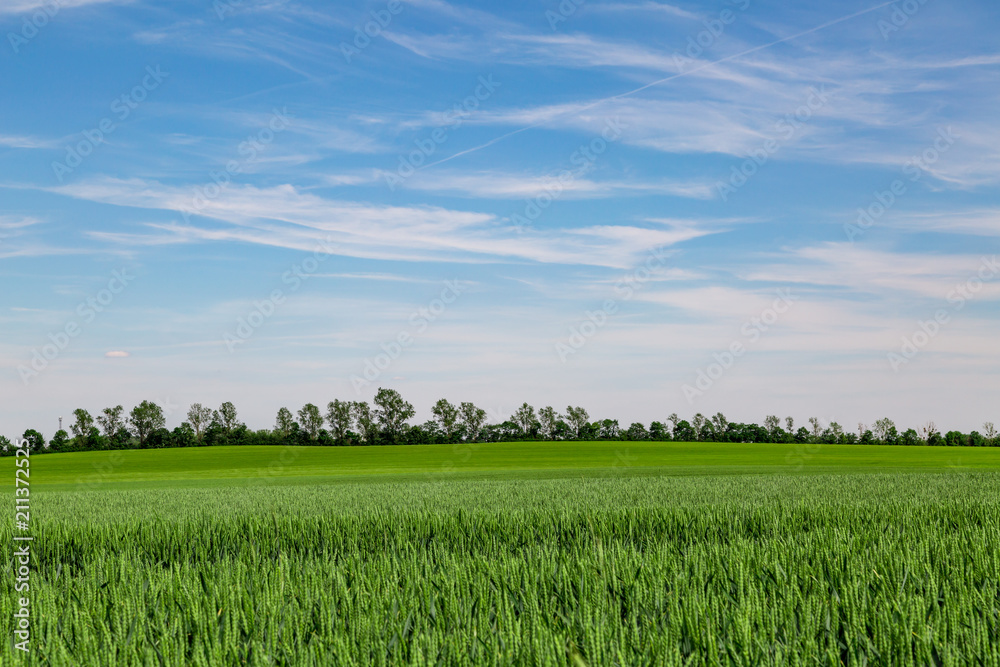 großes Feld mit grünem Weizen vor blauem Himmel