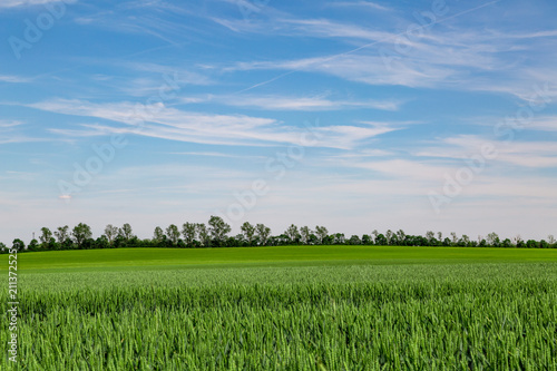 gro  es Feld mit gr  nem Weizen vor blauem Himmel