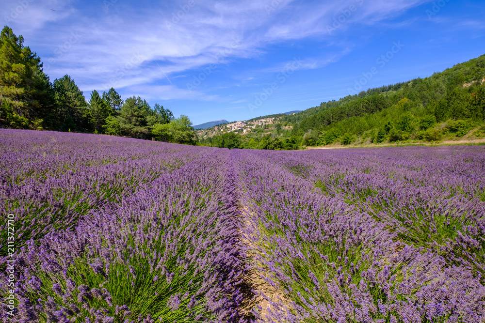 Champ de lavande, village d'Aurel en arrière plan. Provence, France.