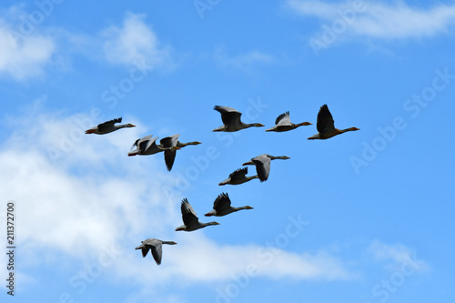 China, Tibet, a Wedge of grey geese in the sky above lake Manasarovar © irinabal18