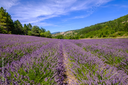Champ de lavande, village d'Aurel en arrière plan. Provence, France. 