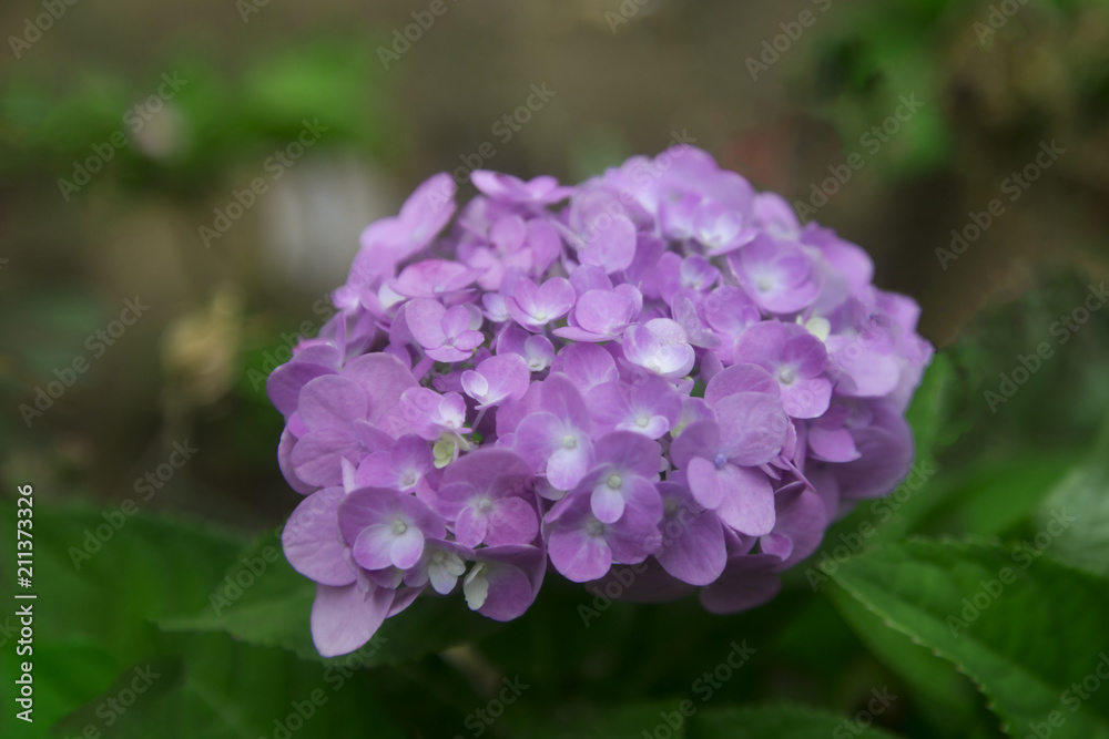 close-up Purple Hydrangea in the garden. A bouquet of Hydrangea. Hydrangea Flower. and beautiful colorful flower. close-up Purple Hydrangea in the garden. A bouquet of Hydrangea. Hydrangea Flower. and beautiful colorful flower.