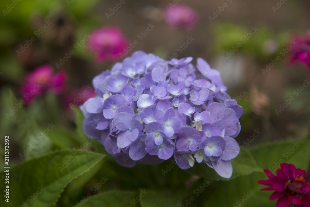 close-up Purple Hydrangea in the garden. A bouquet of Hydrangea. Hydrangea Flower. and beautiful colorful flower. close-up Purple Hydrangea in the garden. A bouquet of Hydrangea. Hydrangea Flower. and beautiful colorful flower.