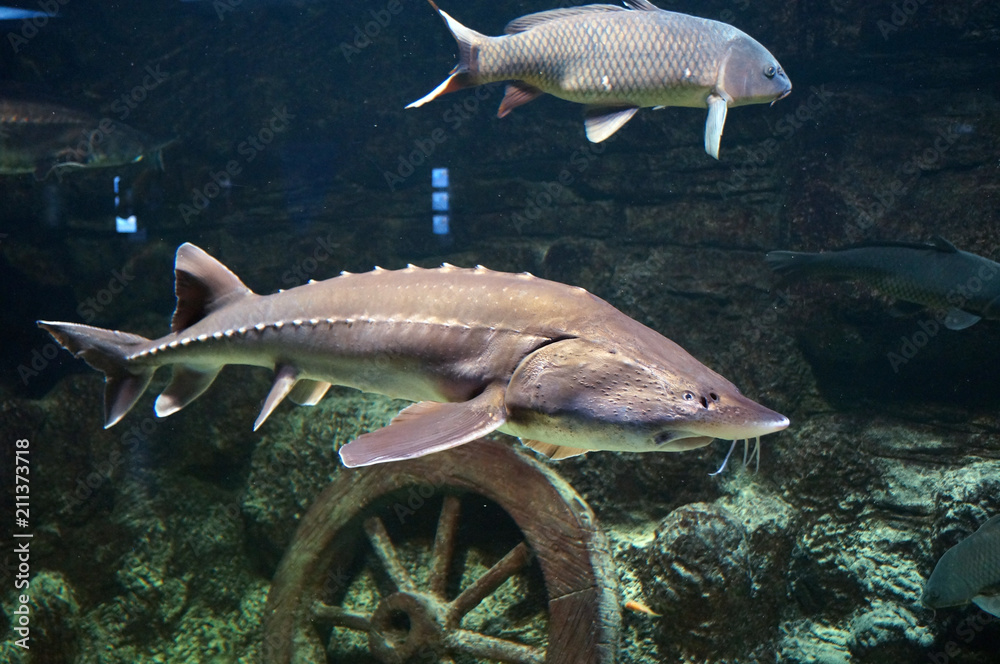 Wall Mural fish in the aquarium
