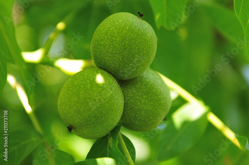 Wallpaper Mural Echte Walnuss Torontodigital.ca