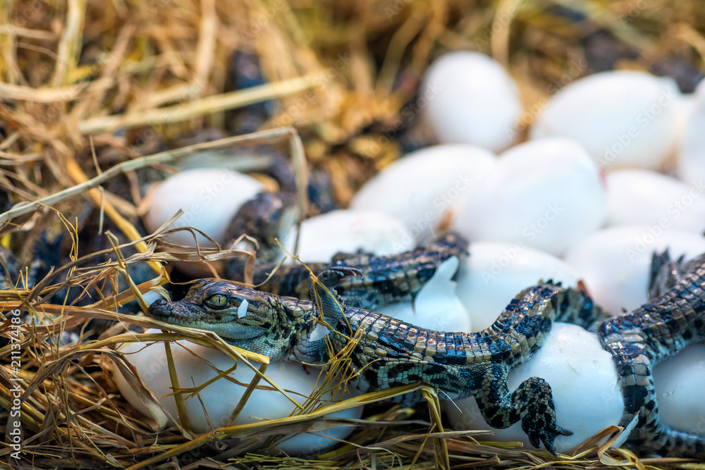 Naklejka premium New born Crocodile baby incubation hatching eggs or science name Crocodylus Porosus lying on the straw
