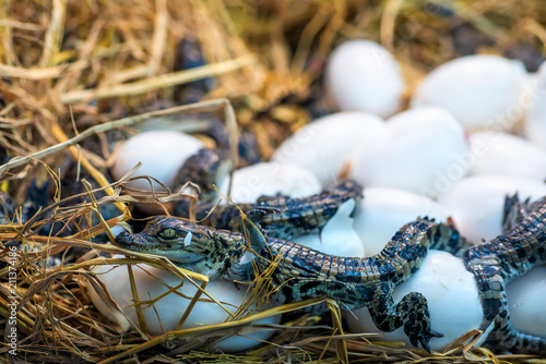 New born Crocodile baby incubation hatching eggs or science name Crocodylus Porosus lying on the  straw