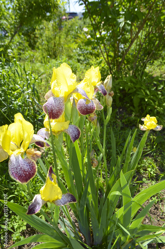 Fototapeta Naklejka Na Ścianę i Meble -  Flowers of yellow irises