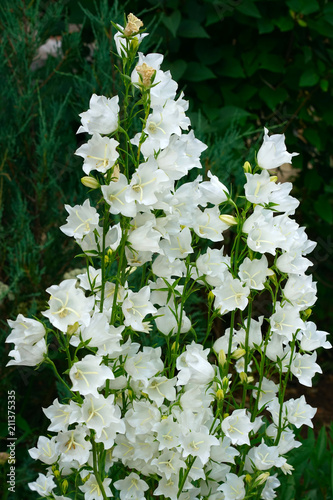 White bell flowers (Campanula persicifolia) as background. Colorful campanula bell flowers in flowerbed. Bell flowers or Campanula growing in garden on blurred green background. Gentle bell flower photo