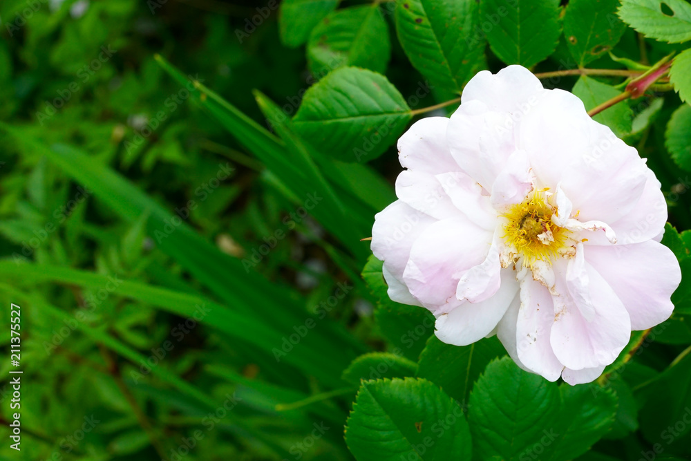 White rose flower bush in summer season home flower garden White rose flower bush in summer season home flower garden