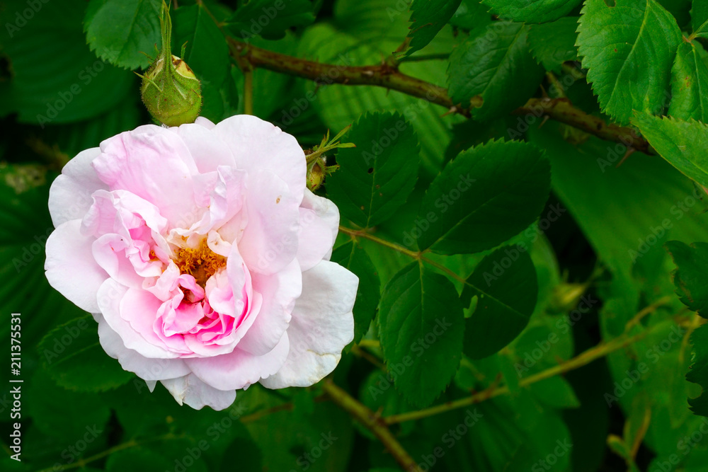 White rose flower bush in summer season home flower garden White rose flower bush in summer season home flower garden