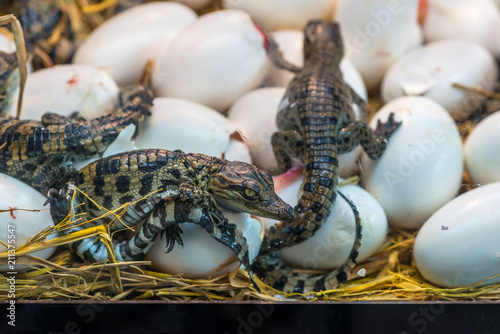 New born Crocodile baby incubation hatching eggs or science name Crocodylus Porosus lying on the straw