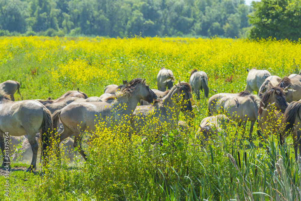 Horses in a meadow with wild flowers below a blue sky in summer