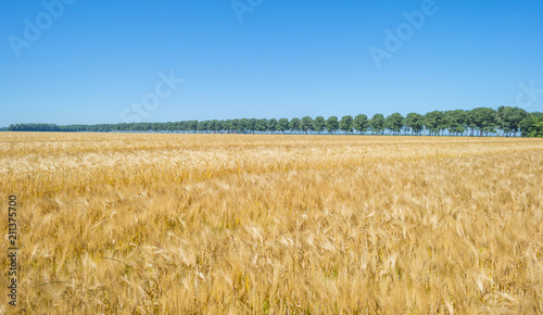 Wheat in a field in sunlight below a blue sky in summer