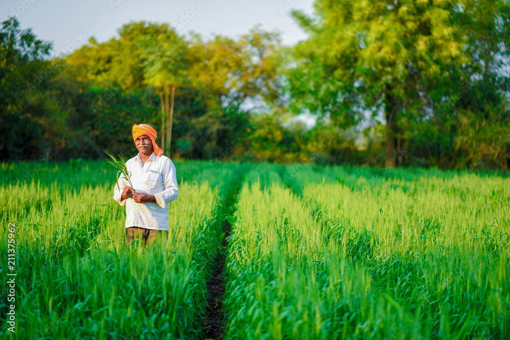 Indian farmer holding crop plant in his Wheat field Indian farmer holding crop plant in his Wheat field