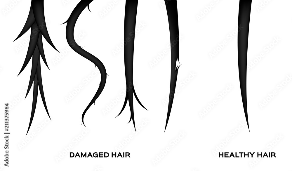 Fototapeta premium damaged hair and normal hair