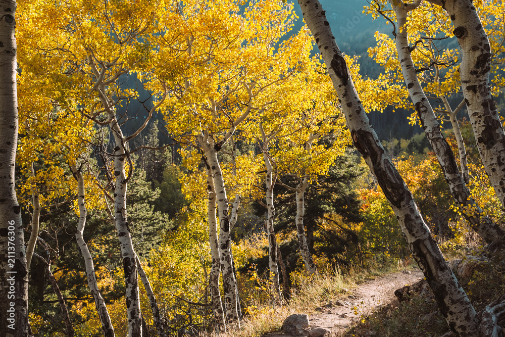 Fototapeta premium Aspen grove at autumn in Rocky Mountains
