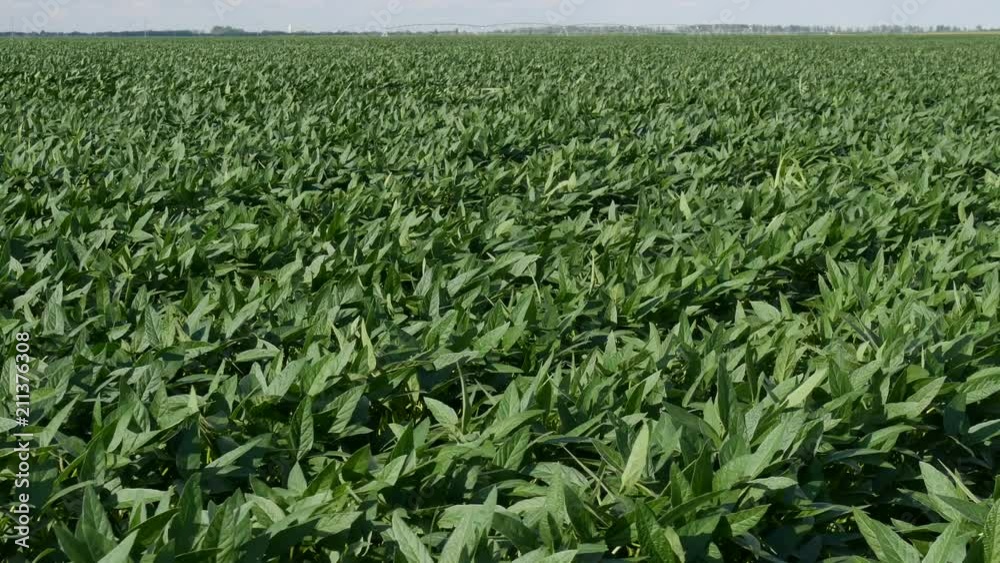 Agriculture, green cultivated soy bean plants in field with wind blowing, spring time 4K footage Agriculture, green cultivated soy bean plants in field with wind blowing, spring time 4K footage