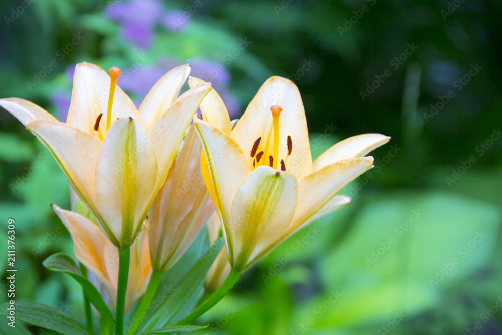 Delicate pink lilies in the garden