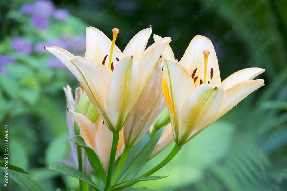 Delicate pink lilies in the garden