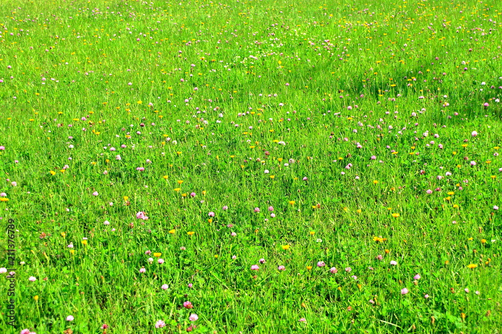 北海道、札幌市のグランドに咲いている花の風景