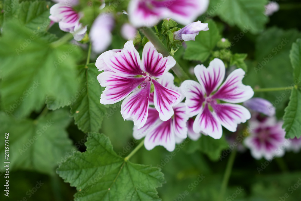 Blooming Malva Zebrina in the garden, Summer Blooming Malva Zebrina in the garden, Summer