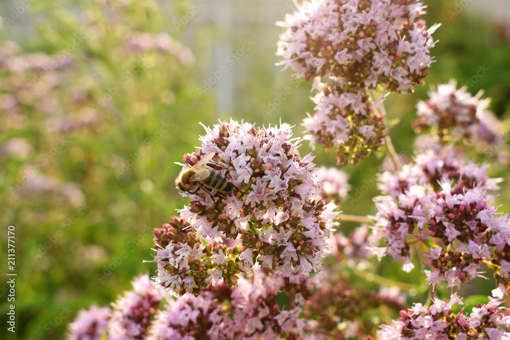 Obraz premium Blooming pink oregano in the garden, Summer