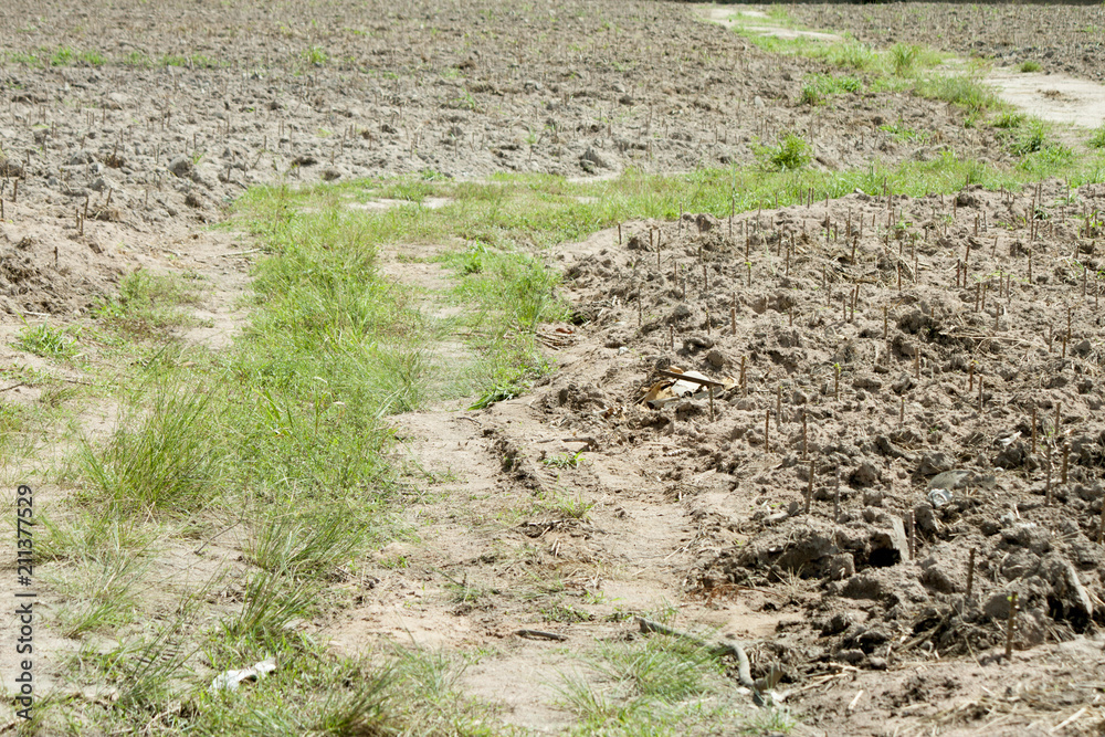 Soil road in plant along the way are the ground. Soil road in plant along the way are the ground.