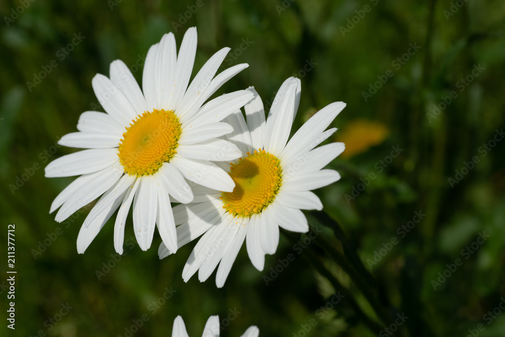 Obraz premium flowers