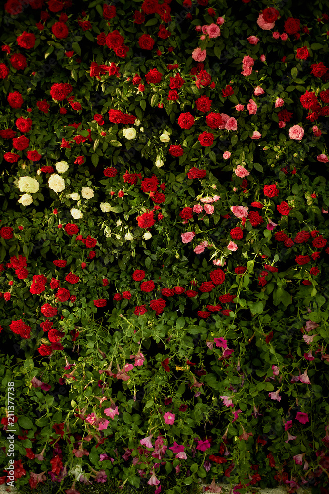 Texture, wall of small spray roses of red, pink and cream colors. Wedding floristry